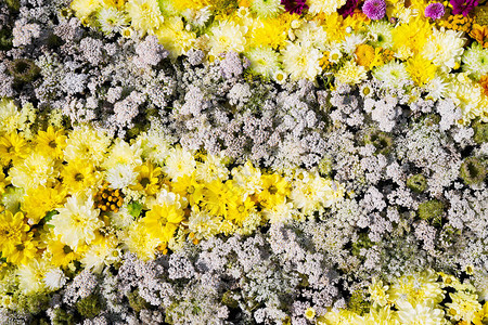 美丽的秋天黄花和白花背景多彩的菊图片