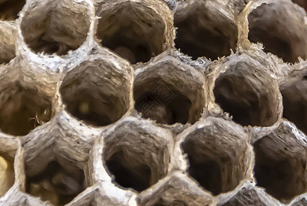 蜂巢马蜂窝特写蜂巢顶视图图片