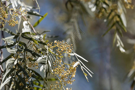 秘鲁胡椒树的叶子和花朵Schin图片