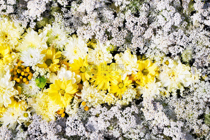 美丽的秋天黄花和白花背景色彩多的菊花图片