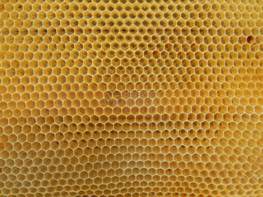 蜜蜂建造的空蜡蜂窝纹理图片
