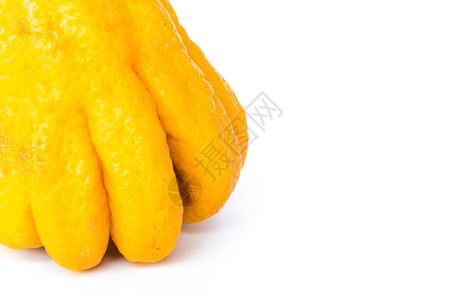 近视佛手果或佛掌指尖柑橘白上孤立的Citrusmedica香柠檬品种水果分图片