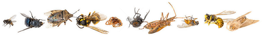 许多不同颜色的死昆虫都堆在同一堆中在图片