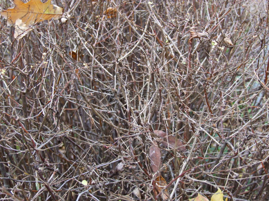 秋天干燥的荆棘灌木丛图片