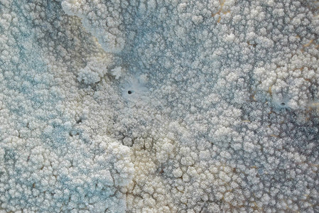 白蓝色珊瑚纹理水下地貌背景横向鱼群图片