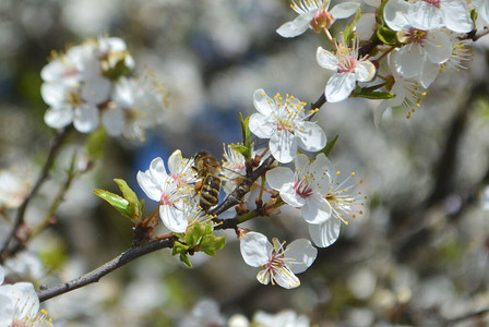 在照片中我们看到樱桃梅花开着花朵图片