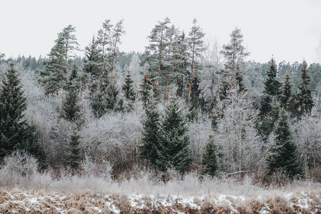 冬时美丽的野生森林图片