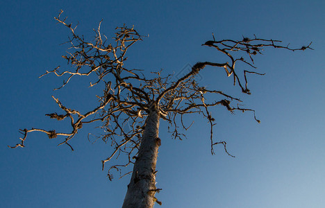 蓝色天空背景的干枯树图片