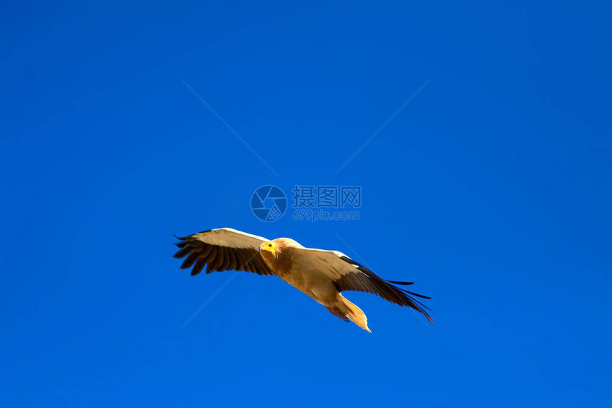 秃鹫飞行蓝天背景埃及秃鹫图片