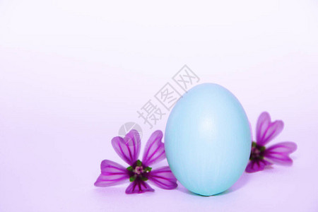 欢庆复活节的复活节鸡蛋浅蓝色和粉背景图片