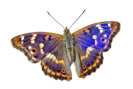 紫皇帝蝴蝶Apaturairis在白色图片