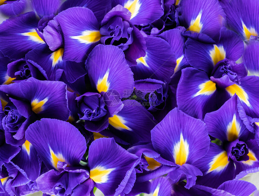 鸢尾花的瓣和芽纹理作为背景蓝色紫色和调从上面图片