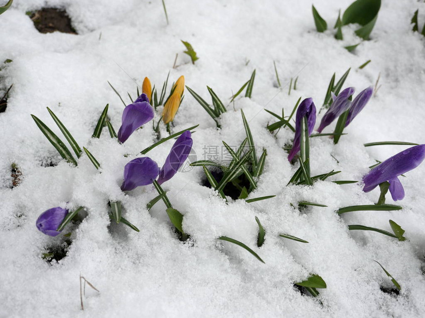 在白雪中结冰的报春花黄色和紫色特写图片