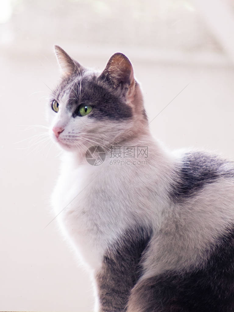 美丽的白色和灰色猫漂亮的绿眼睛图片