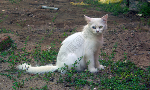 一只白猫图片