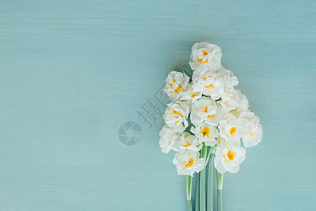 淡蓝色背景上的新鲜白水仙花图片