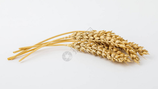 白色背景上的小穗和小麦粒图片