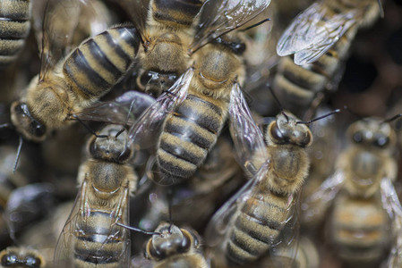 高加索蜜蜂起源于中高加索地区的高山谷图片