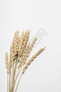 白色背景的干燥小麦粒子图片