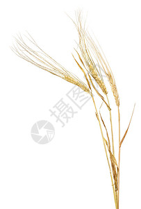 大麦的三个在白色背景上被隔离图片