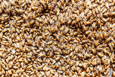 蜂巢中的蜜蜂与蜡梳图片