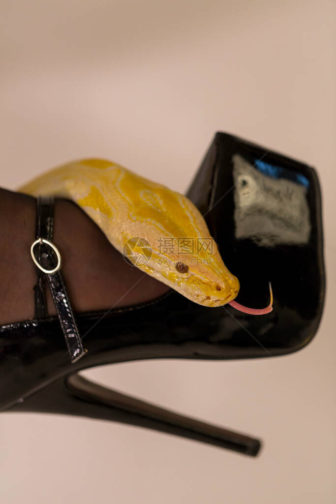 美丽的白色和黄色白化莫鲁罗蟒蛇标本与感漆皮黑图片