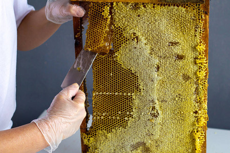 养蜂人从木架蜂窝中提取蜂蜜图片