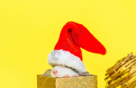 穿着圣诞帽子的可爱老鼠图片