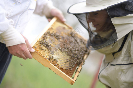 养蜂人的工作收集蜂图片
