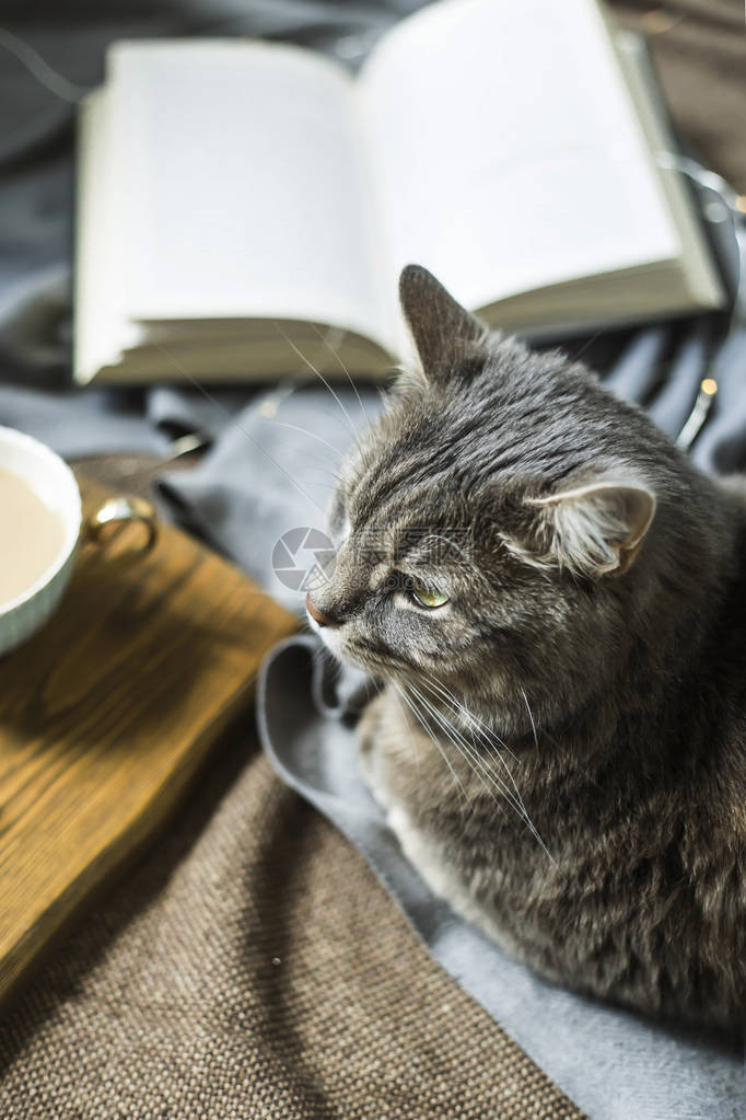 咖啡和书旁边的毯子上的灰色毛绒宠物猫秋冬在家放松舒适的图片
