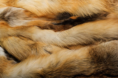 天然动物毛皮背景纹理黄图片
