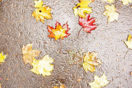 五颜六色的秋叶在雨坑里背景图片