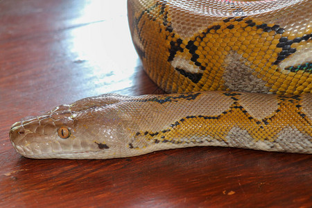 桌子边缘的头蟒黄色图案关闭用于背景的蛇皮纹理白化网纹蟒蛇的肖像美丽的爬行动物国际蛇日背景图片