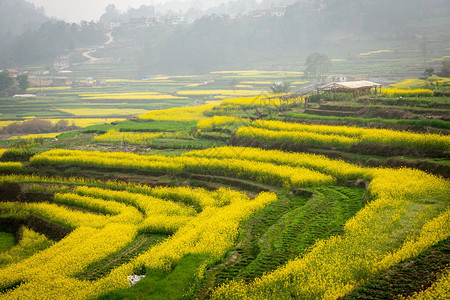美丽的黄芥末植物让尼泊尔的乡下变得非常美丽图片