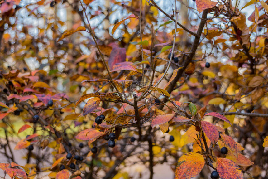 秋天的鸟樱桃果实Prunuspadus图片