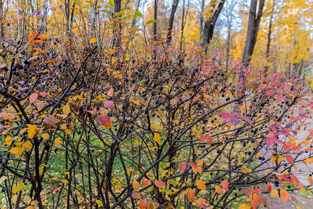 秋天的鸟樱桃果实Prunuspadus图片