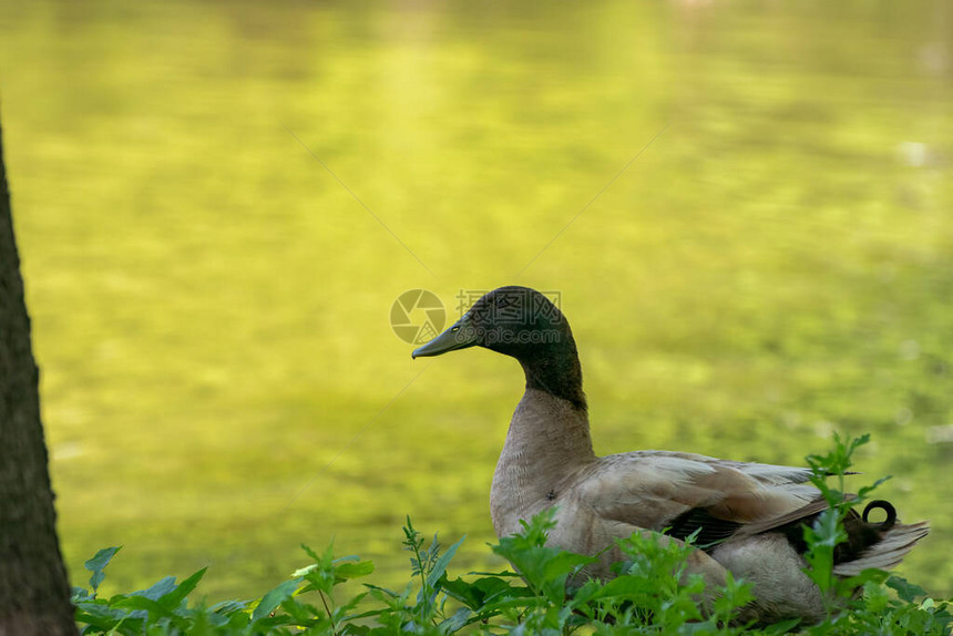 一只罕见的棕褐色和棕色野鸭站在池塘岸边的一些树叶中的轮廓图片