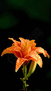雨后滴落的橙色黄花菜图片