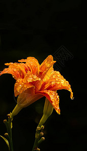 雨后滴落的橙色黄花菜图片