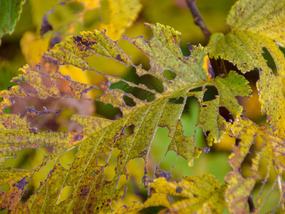 黄色和穿孔的秋叶背面景图片