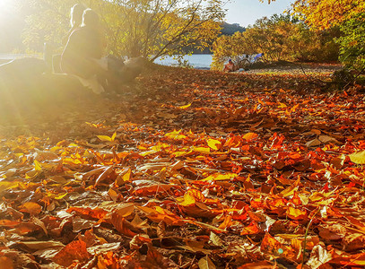 秋叶在阳光下秋天模糊的背景秋天树叶背景图片