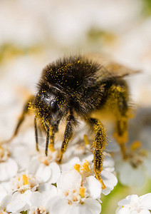 大黄蜂在花上的微距拍摄图片