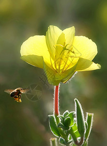 垂直方向的蜜蜂向美丽的黄色花图片