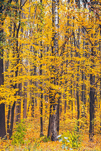 秋森林纹理黄色树叶图片