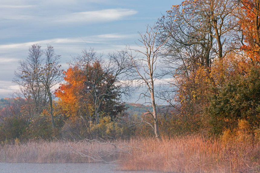日出时惠特福德湖海岸线秋季风景图片
