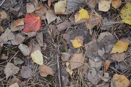 秋从树木和灌图片