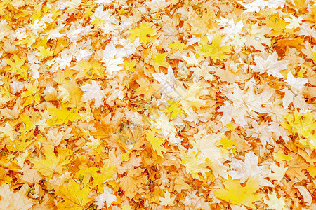 秋天金黄的叶子黄色背景图片
