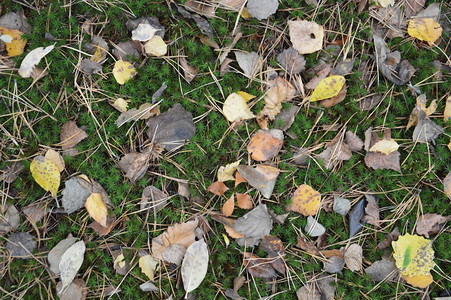 秋从树木和灌图片
