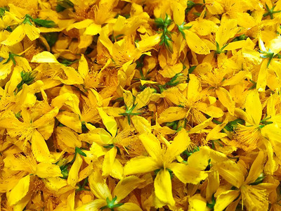 美丽明亮的黄色花朵背景图片