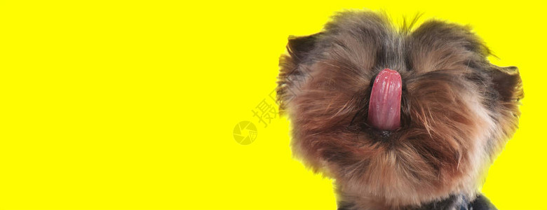 近身的一只小日式野狗棕色毛皮在舔他的鼻子眼睛闭着黄图片